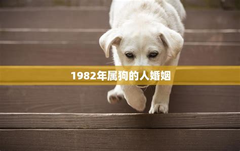 1982年屬狗人的婚姻